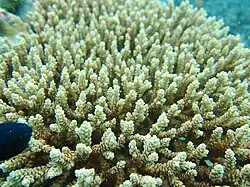 A. selago, isla Aureed, Australia