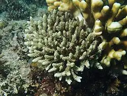 A. selago en isla Poruma, Australia