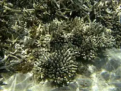 Centro y abajo, colonias de A. gemmifera en Reunión