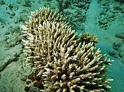 Colonias de A. subulata en isla Poruma, Estrecho de Torres, Australia