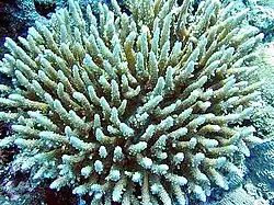 Colonia de A. subulata en el Parque nacional de Samoa Americana