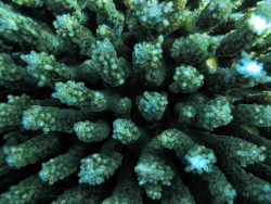 Vista superior de A. subulata en el Parque nacional de Samoa Americana