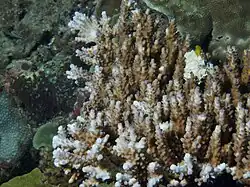 A. valida en isla Mer, Estrecho de Torres, Australia