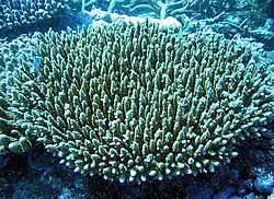 Colonias de A. valida en el Parque nacional de Samoa Americana