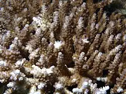 A. valida en isla Mer, Australia