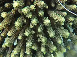 Vista superior de A. valida en isla Aureed, Australia