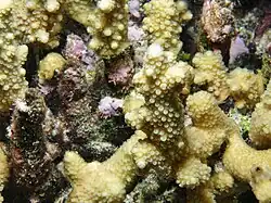 A. verweyi en isla Mer