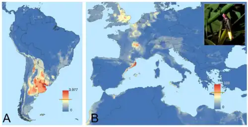 Modelización de las zonas colonizables por Photinus signaticollis en América del Sur, Europa y África del Norte.