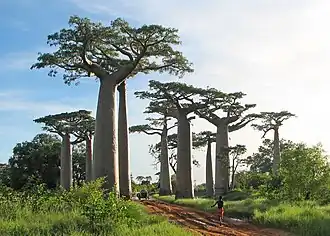 Avenida de los baobabs, Madagascar.