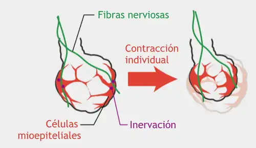 Acino. Células mioepiteliales en rojo en la periferia del acino.
