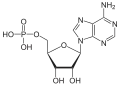 adenosine monophosphate (AMP)
