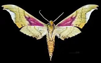 △ Ventral macho - MHNT