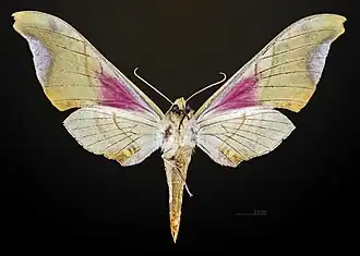 △ Ventral hembra - MHNT