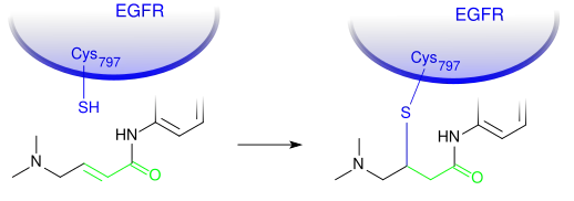 Afatinib se une a través de un enlace covalente a la cisteína 797 del EGFR en humanos. Vía adición de Michael (IC50= 0.5nM)