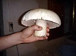Agaricus campestris o Champiñon Silvestre
