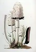 Ilustración de Coprinus comatus en Flora Batava of Afbeelding en Beschrijving van Nederlandsche Gewassen, VIII Deel. (1844)