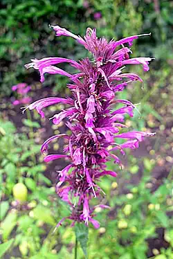 Inflorescencia de toronjil morado o agastache mexicana