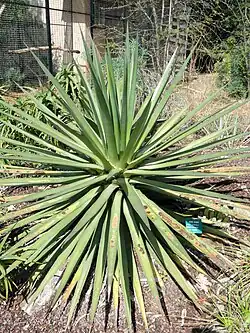 Agave ocahui