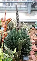 Agave victoriae-reginae