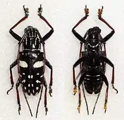 Agelasta albomaculata