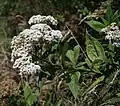 Ageratina anisochroma
