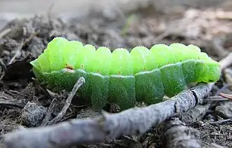 cuarto estadio de la larva