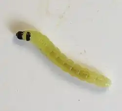 Agonopterix senicionella oruga