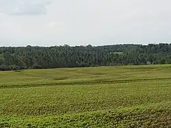 Campos de soja en Hohenau 3