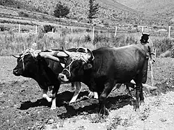 Arado tirado por bueyes utilizado en la actualidad en Bolivia