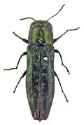 Agrilus korenskyi lectotipo
