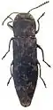 Agrilus nebulosus
