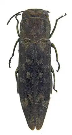 Agrilus samoensis holotipo