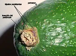 El aguacate o palta, Persea americana, posee un fruto con tépalos persistentes: se mantienen pero no se desarrollan durante la formación del fruto.