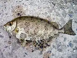 S. fuscescens con su traje de camuflaje