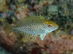 S. fuscescens juvenil