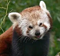 Ailurus fulgens en Branféré zoo Bretagne