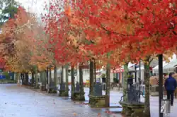 Alameda de Noya en otoño