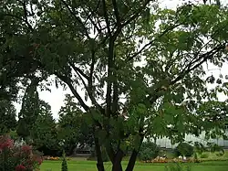 Ejemplar de Albizia julibrissin.