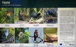 Fauna en el Corredor ecofluvial del río Henares.