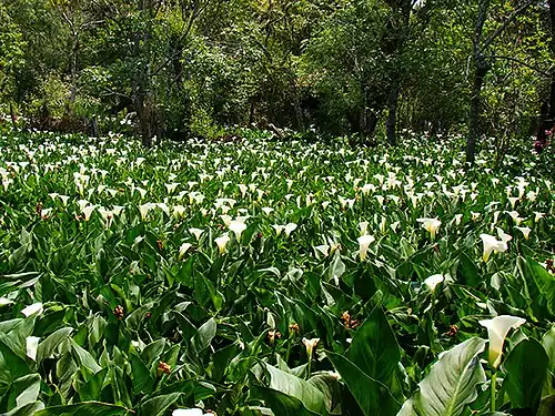 Cultivo de Alcatraces en Cofradía de Suchitlán