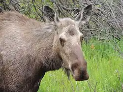 Alce en el parque nacional Denali