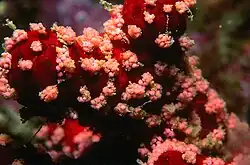 Puesta de Alcyonium acaule