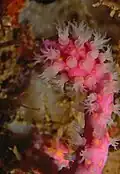 Alcyonium coralloides