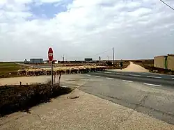 Trashumancia en Aldeanueva del Codonal