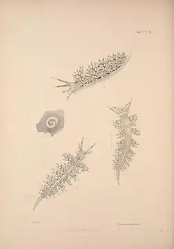 Eubranchus cingulatus