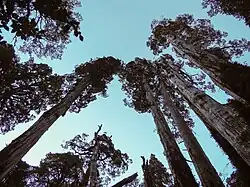 Alerces en el Parque Nacional Hornopirén.