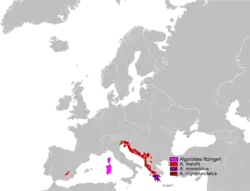 Mapa de distribución del género Algyroides.