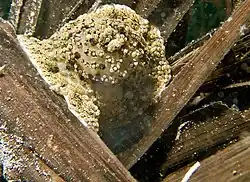 A. sansibarensis retraída