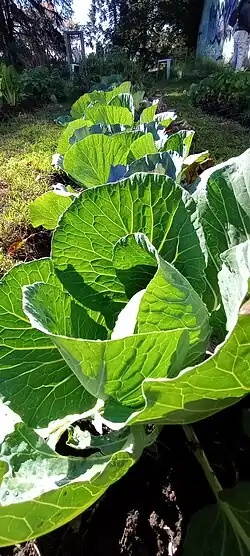 Cultivo de alimentos en huerta comunitaria agroecológica.