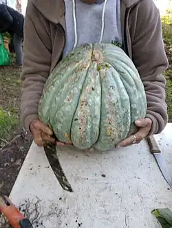 Foto de un zapallo plomo, producido en una huerta comunitaria agroecológica. Cosechado a mano y a punto de cortar para compartir la cosecha.